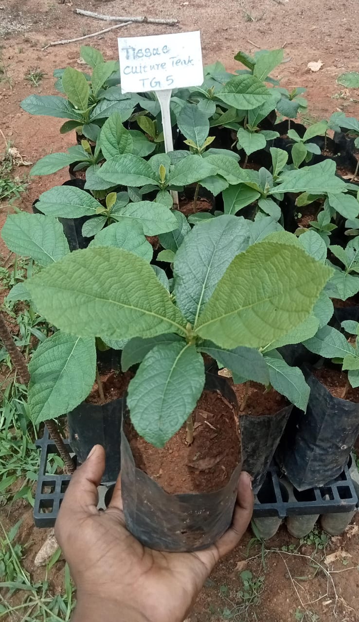 Perfect Plant tissue culture -Teak plant(TG 5)