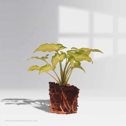 Syngonium Yami Red Vain