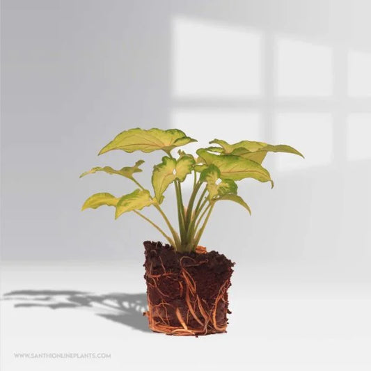 Syngonium Yami Red Vain