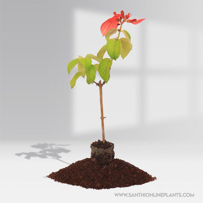 Mussaenda Red Plant