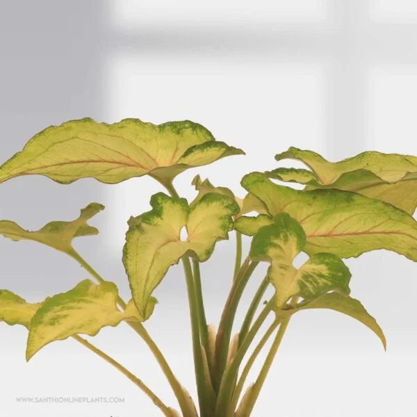 Syngonium Yami Red Vain