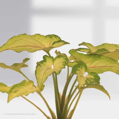 Syngonium Yami Red Vain