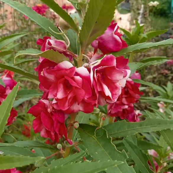 Dark pink thai balsam seeds