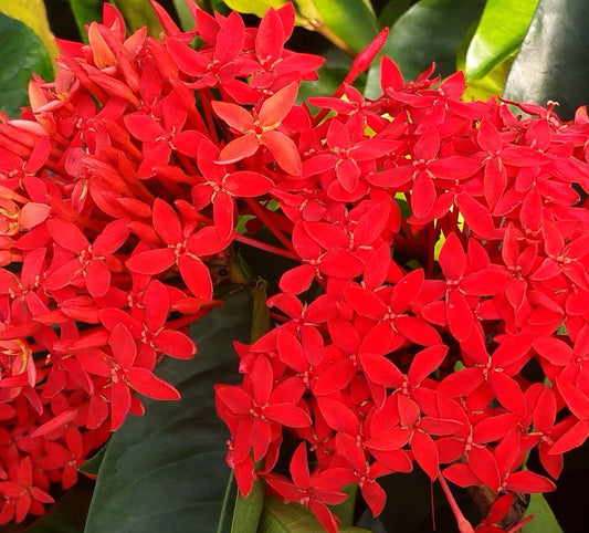 Beautiful Red ixora flower plant – Singapuri Ixora hybrid red