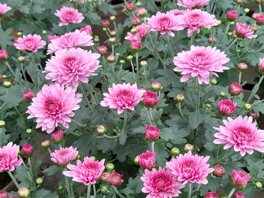 Chrysanthemum pink flower plant