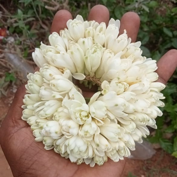 Tuberose white multipetal bulb (Pearl)