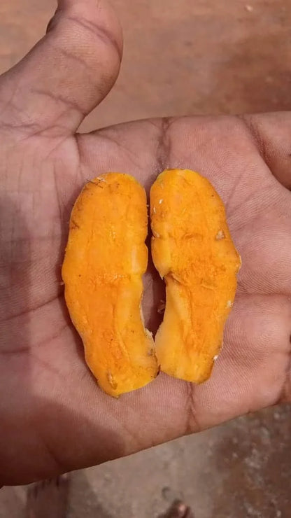 Kerala Wild Turmeric – Yellow kashthuri turmeric rhizome