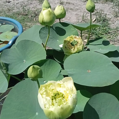 Green lotus tuber ( ID : Q201 )