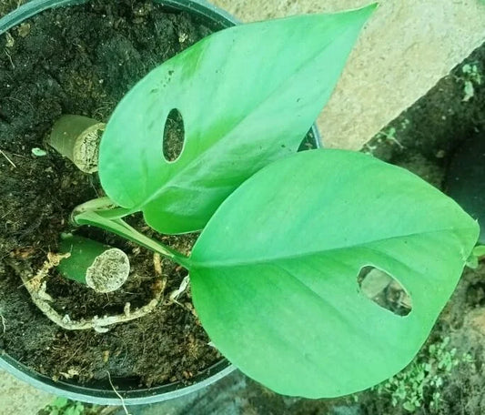 Monstera deliciosa – swiss cheese plant ( single node cuttings plant)