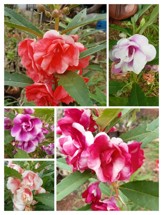 Thai balsam mixed seeds