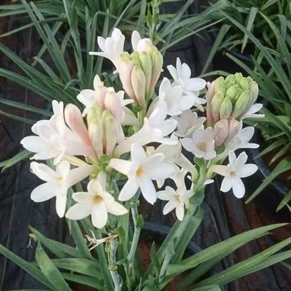 Tuberose Pink sensation bulb