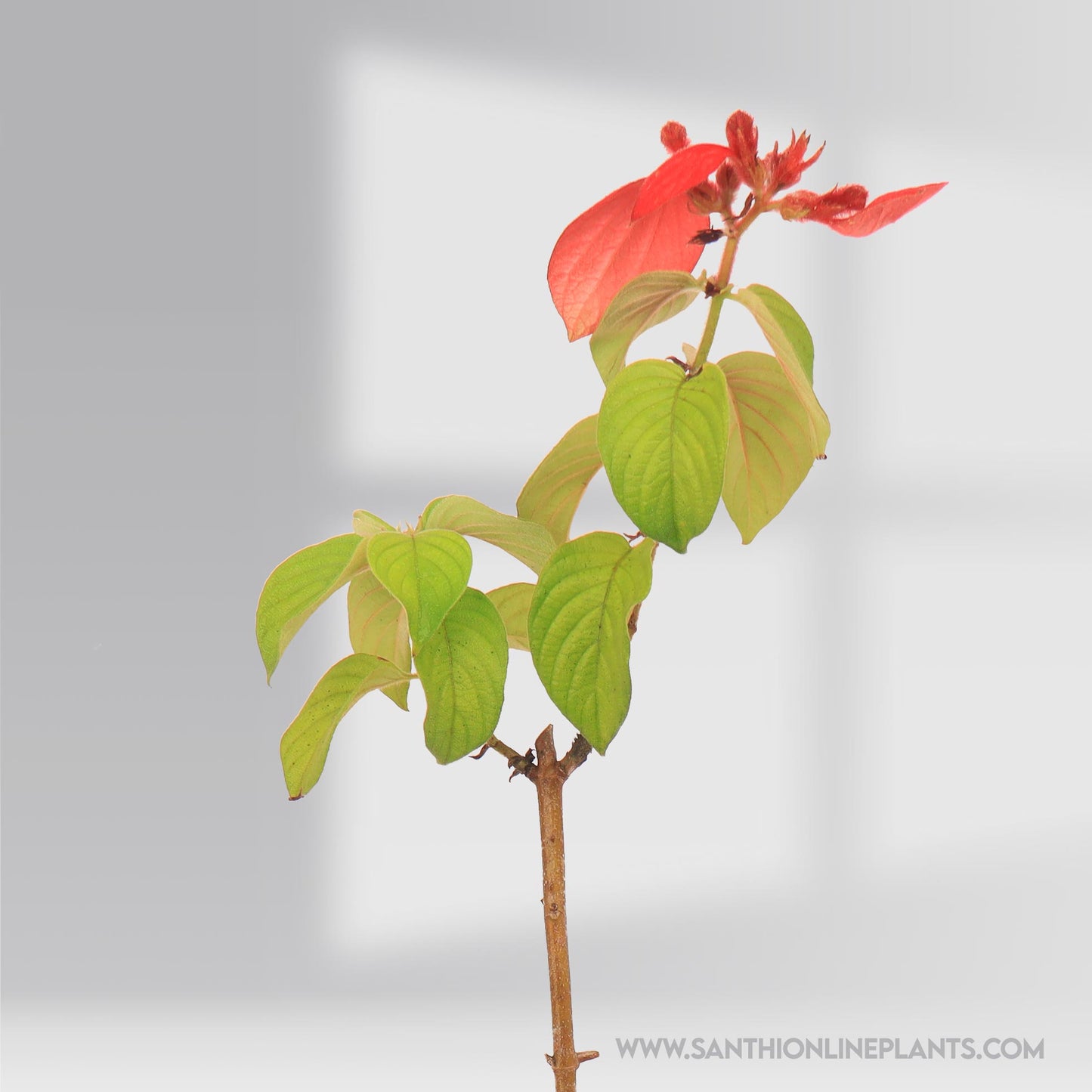 Mussaenda Red Plant