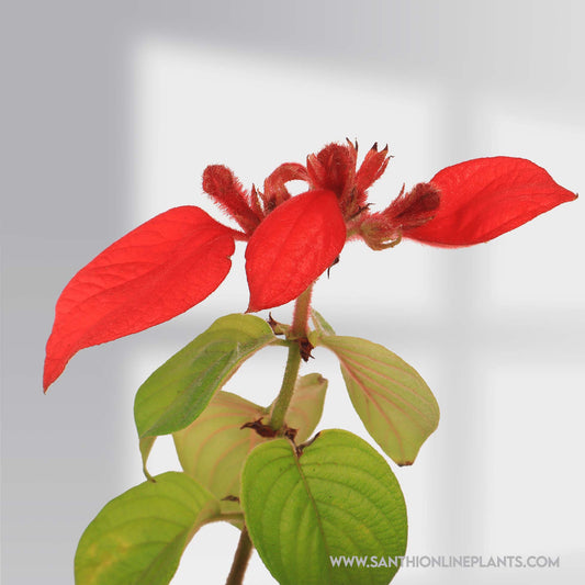 Mussaenda Red Plant