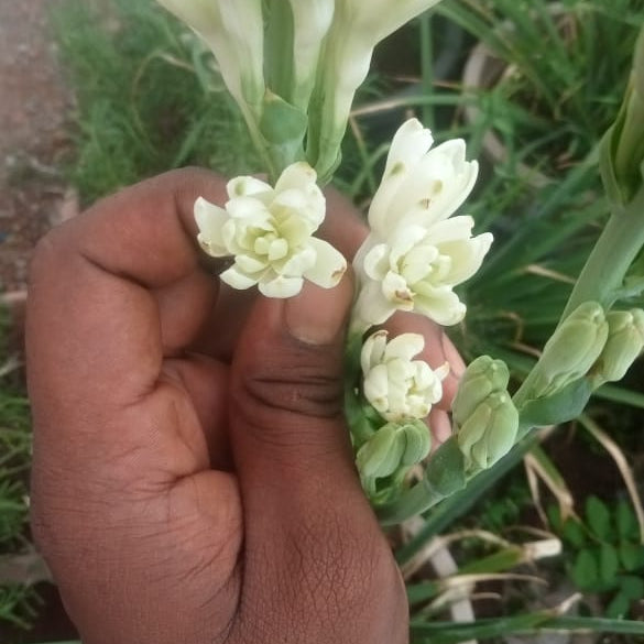 Tuberose white multipetal bulb (Pearl)