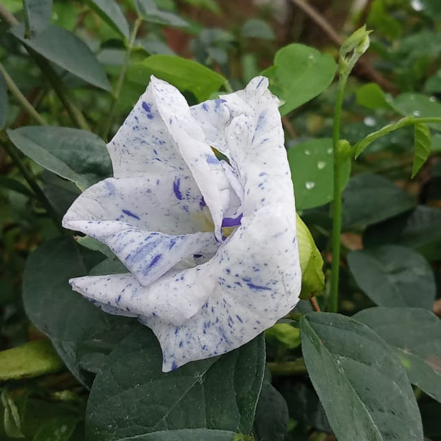 Most Beautiful Asian Dot Aparajita Flower – Sangu poo seeds