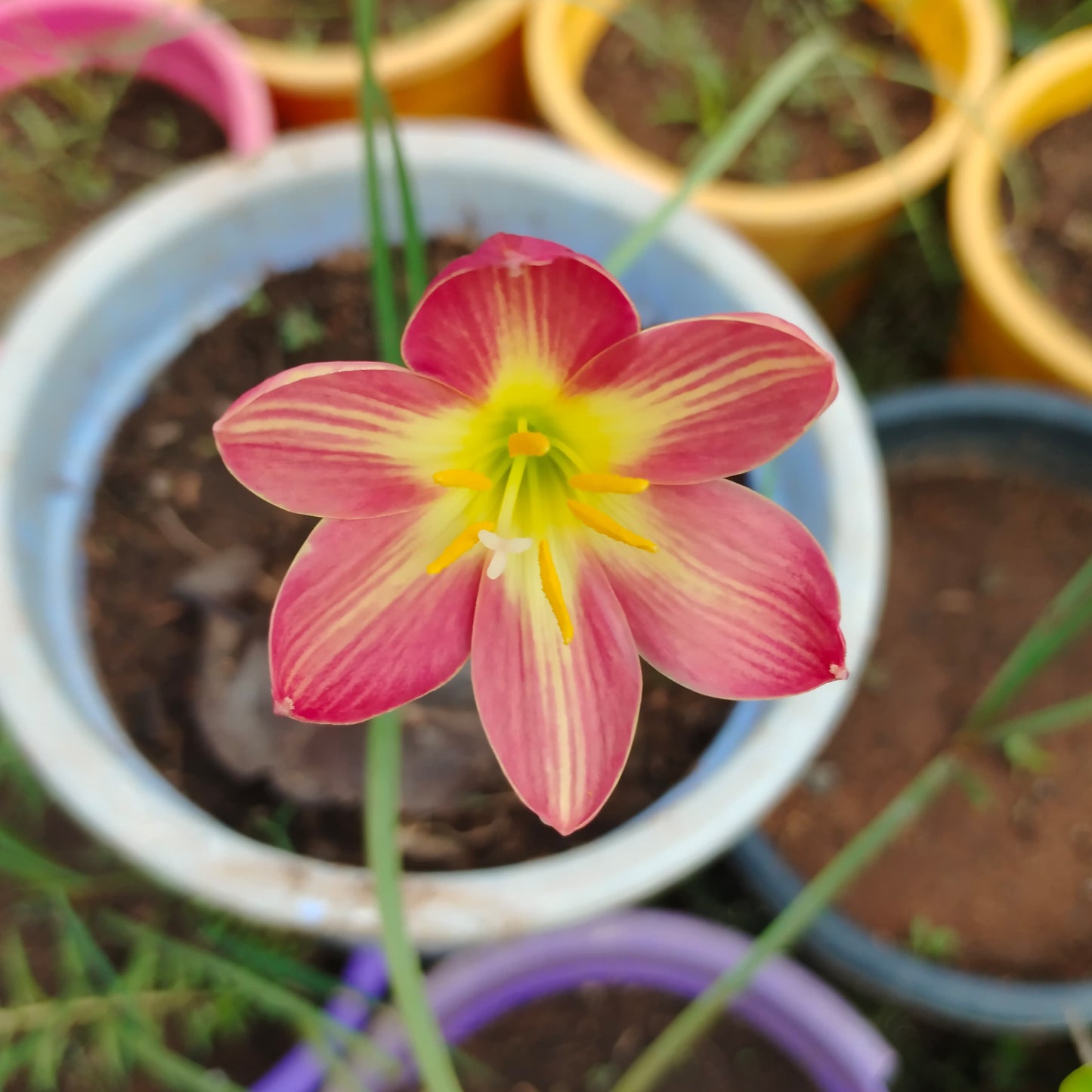 Red star with golden stripes rainlily bulb