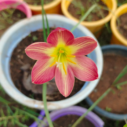 Red star with golden stripes rainlily bulb