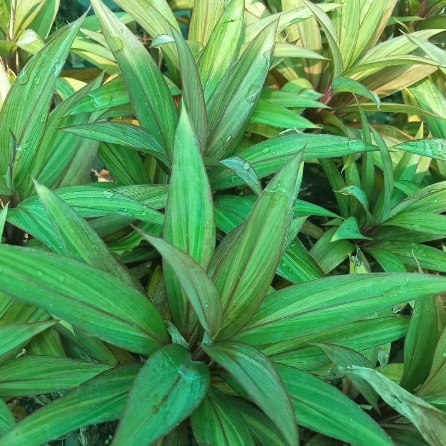 Dwarf cordyline tricolour plant