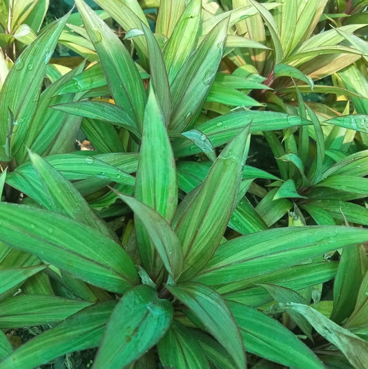 Dwarf cordyline tricolour plant