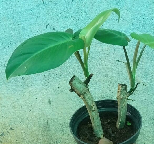 Philodendron erubescens green