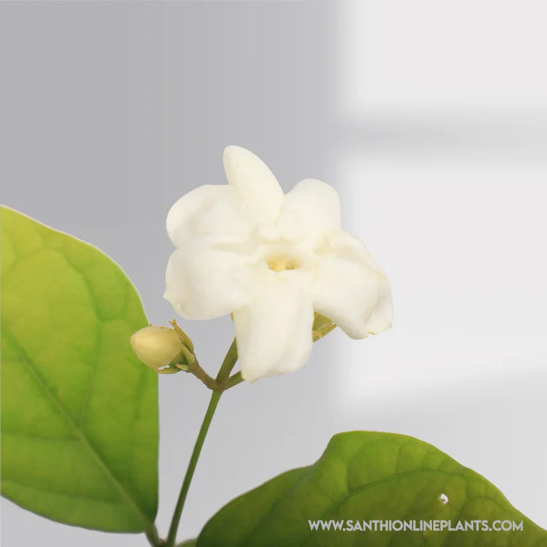 Arabian Jasmine Flower : Popular Gundu malli Plant