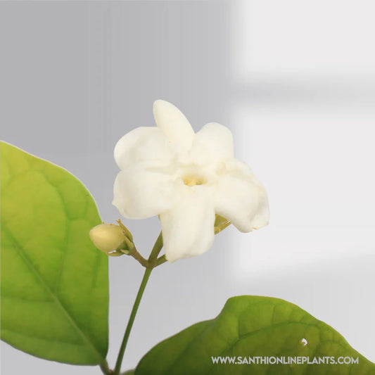 Arabian Jasmine Flower : Popular Gundu malli Plant