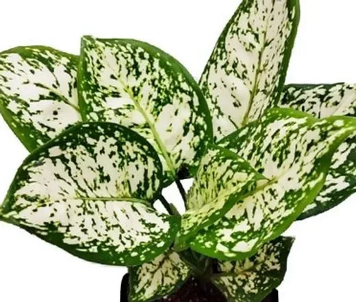Aglaonema Snow White