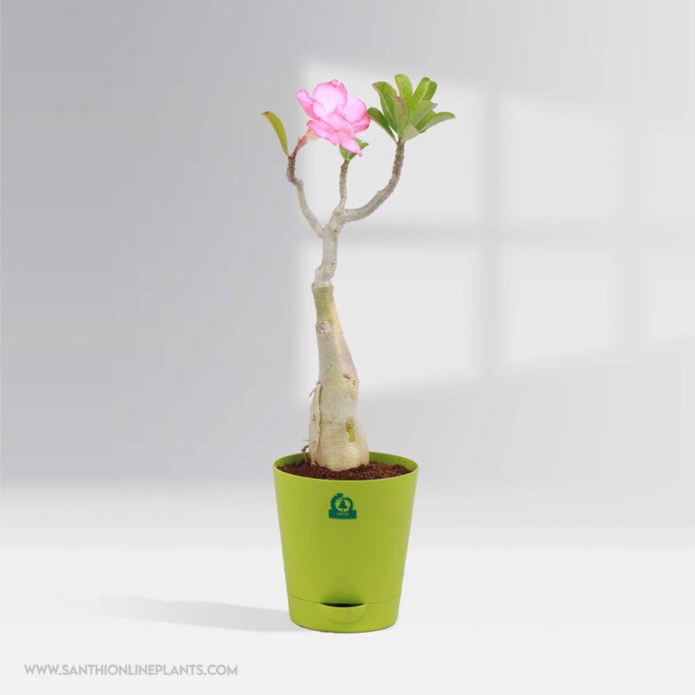 Adenium plant combo