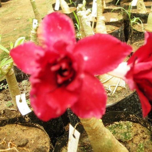 Adenium Chok – Algakarn