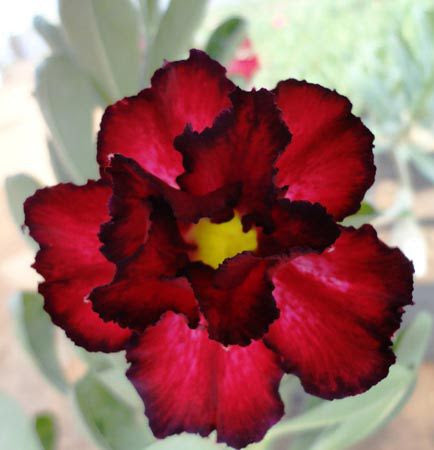 Adenium Daeng Chaba