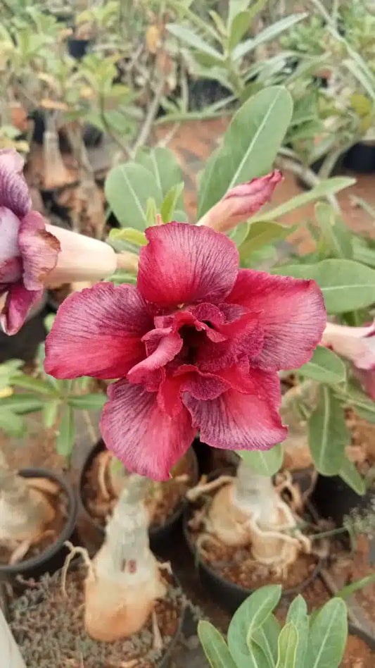 Adenium Day Night