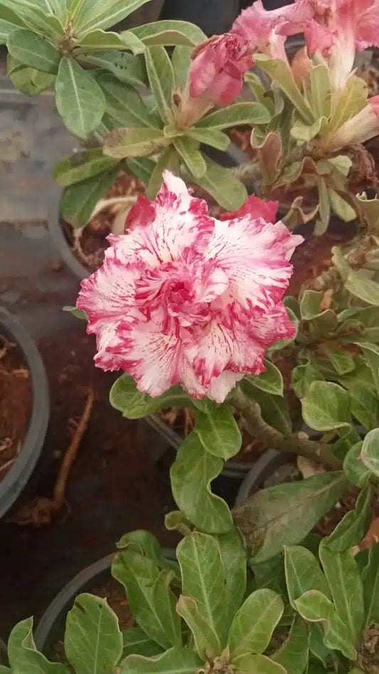 Adenium Majestic Pharoah