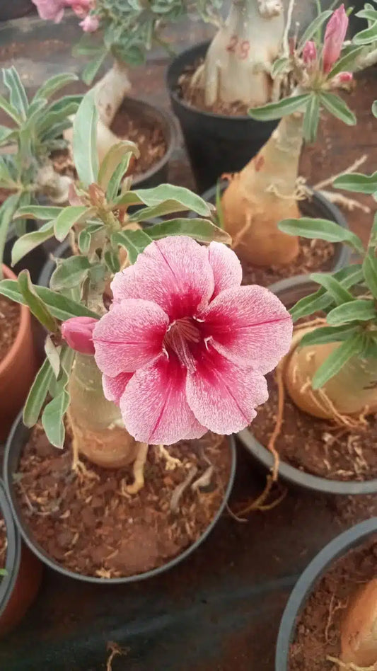 Adenium Monalisa