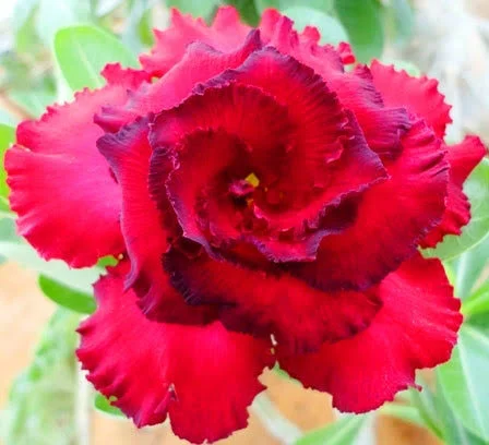 Adenium Rome