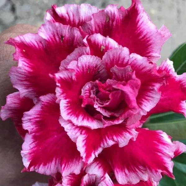 Adenium Triple Santa