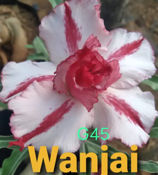 Adenium Wanjai