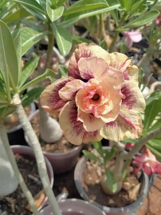 Adenium Fragrant Adenium Pot Plants – Santhi Online Plants