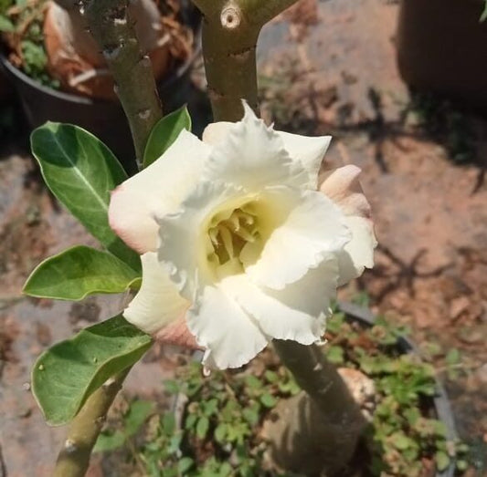 Adenium ‘Attitude’