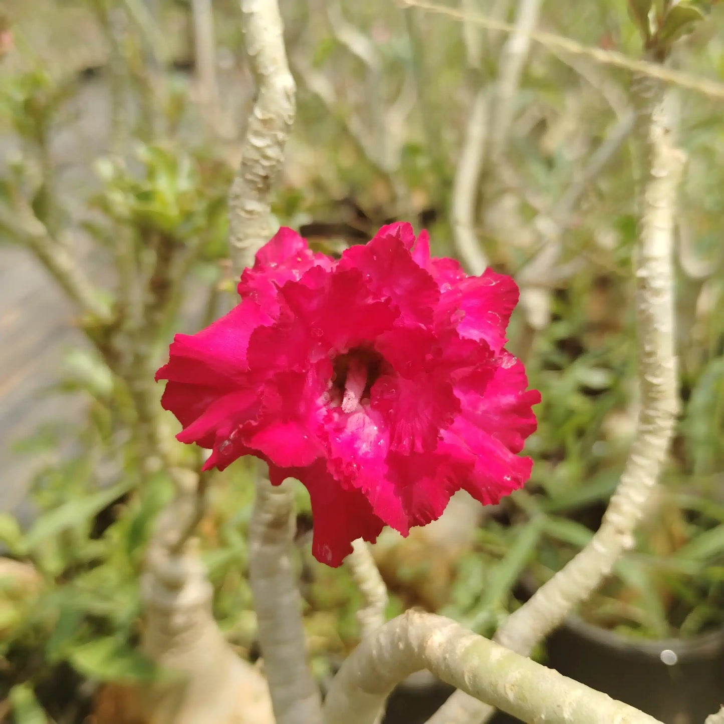 Adenium ‘Beautiful’