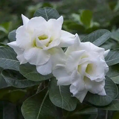 Adenium ‘Big Clow’