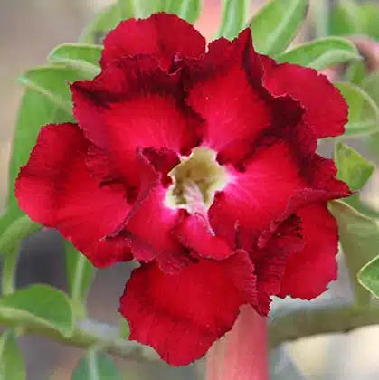 Adenium ‘Black Rosee’