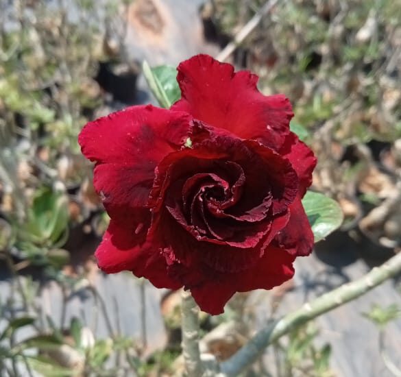 Adenium ‘Black window’