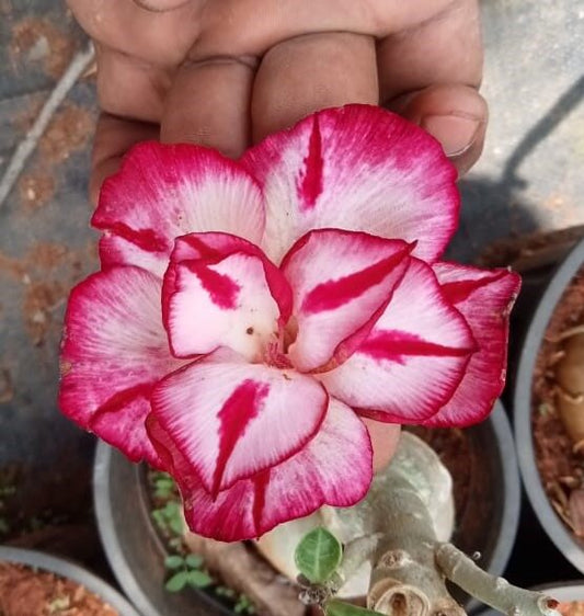 Adenium ‘Bleeding heart’
