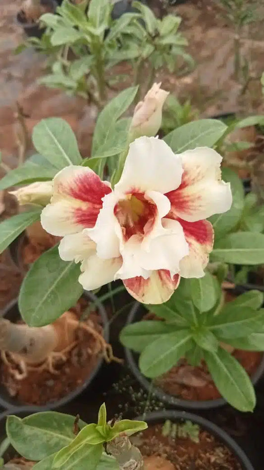 Adenium ‘ Divine Melody’