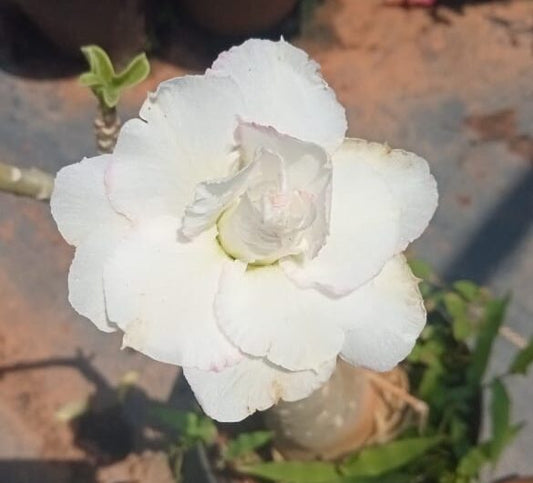 Adenium ‘Herlequin’
