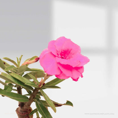 Adenium ‘Hussade Pink’