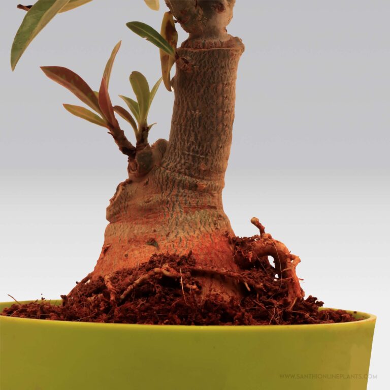 Adenium ‘Hussade Pink’