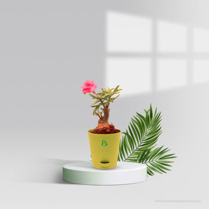 Adenium ‘Hussade Pink’