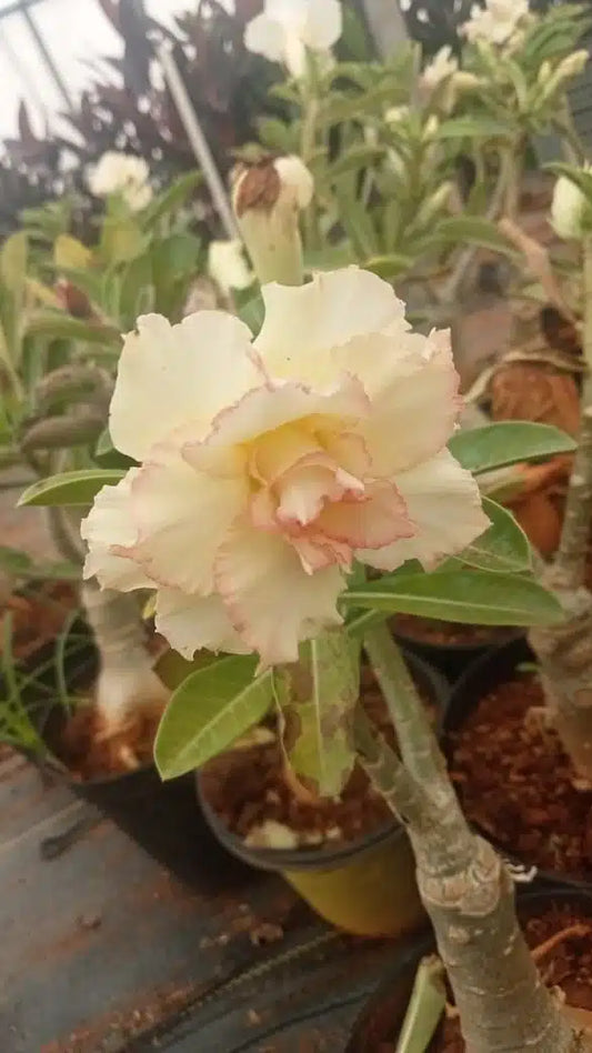 Adenium Fragrant Adenium Pot Plants – Santhi Online Plants