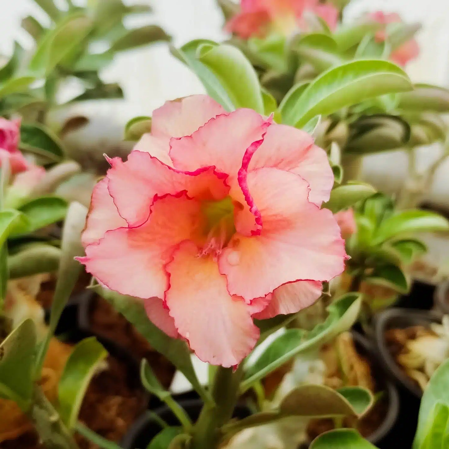 Adenium ‘Mango’